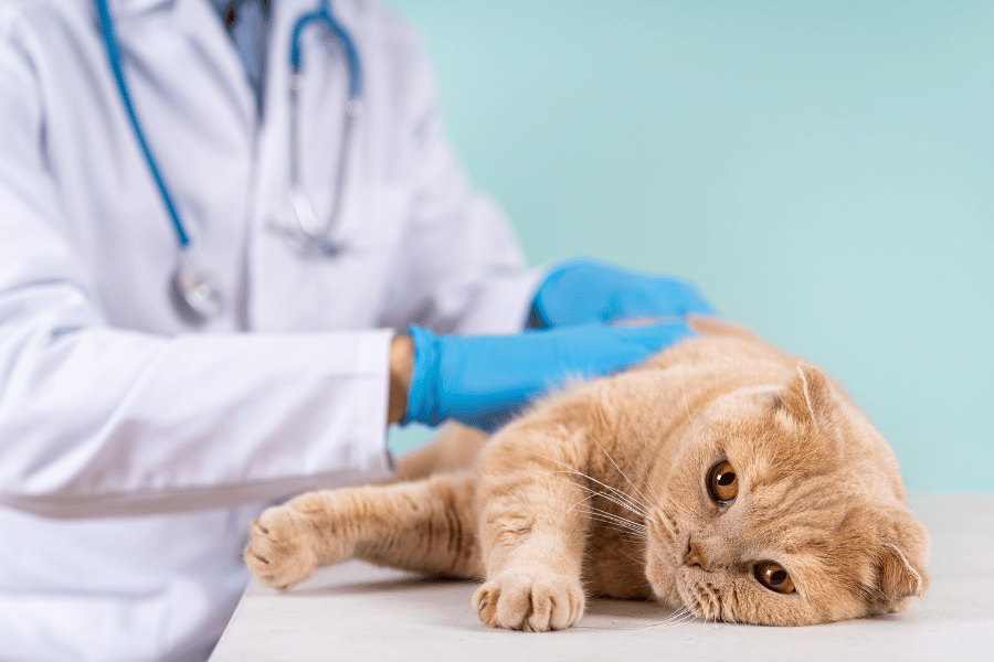 What to Know About FHO Surgery for Cats